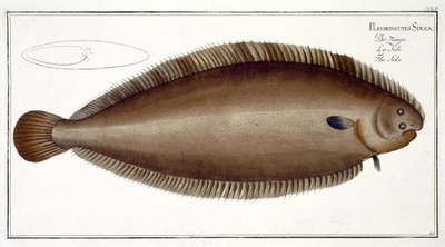 Dover Sole (Solea Solaea) plate XLV from 